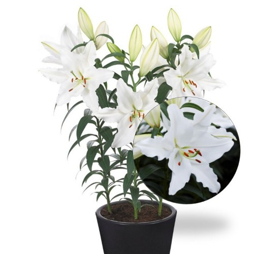 Lilium oriental 'White Romance' - Orientaalliilia 'White Romance' 